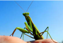 Kada BOGOMOLJKA uđe u vašu kuću, to znači SAMO JEDNO: Njeno prisustvo nosi važnu poruku, evo i koju