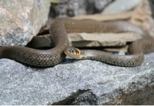 “POJAVI SE SAMO JEDNOM U ŽIVOTU: Zmija čuvarkuća nosi PORUKU SUDBINE – nikada je ne smijete ubiti!”