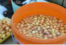 Kada sadim luk, uvijek se pridržavam ovog SAVJETA mog dede: Godinama imam takav rod da mu se i komšije dive!