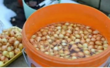 Kada sadim luk, uvijek se pridržavam ovog SAVJETA mog dede: Godinama imam takav rod da mu se i komšije dive!