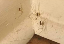 PAUKOVI NE PODNOSE MIRIS JEDNE BILJKE: Nabavite je i nećete ih više vidjeti u kući