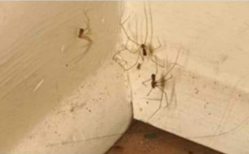 PAUKOVI NE PODNOSE MIRIS JEDNE BILJKE: Nabavite je i nećete ih više vidjeti u kući