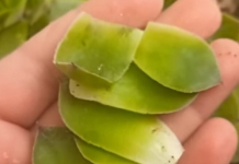 SVAKI DAN POJEDITE PO JEDAN LIST ČUVARKUĆE: Evo šta će se desiti poslije samo nekoliko dana…