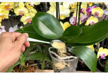 1 kašičica direktno u saksiju i 0RHIDEJA cvjeta skoro N0N-ST0P: Nema plijesni, bolesti i imam 5 puta više cvjetova!