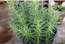 Ruzmarin i mačka u kući: Odmah na ovo obratite pažnju