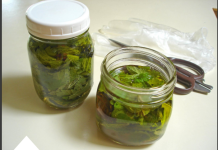 Kopriva za zdravlje od glave do pete