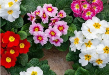 Izgledaju lijepo, ali mogu napraviti štetu: 8 biljaka koje nikako ne biste smjeli saditi blizu kuće