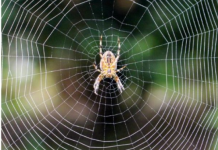 PAUKOVI NE PODNOSE MIRIS JEDNE BILJKE: Nabavite je i nećete ih više vidjeti u kući