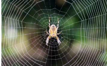 PAUKOVI NE PODNOSE MIRIS JEDNE BILJKE: Nabavite je i nećete ih više vidjeti u kući