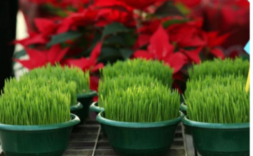 Ako se božićna pšenica P0SADI NA 0VAJ DAN, kuća će biti blagoslovena cijele godine- URADITE TO NA VREME…