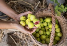 Nije samo orah u pitanju: Naši stari nikad nisu sadili smokvu blizu kuće, evo i zbog čega