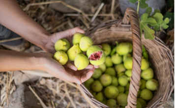 Nije samo orah u pitanju: Naši stari nikad nisu sadili smokvu blizu kuće, evo i zbog čega