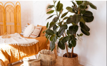 3 čudesne biljke za kuću: Čiste vazduh, teraju negativnu energiju i ulepšavaju svaki prostor