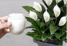 Samo sipajte u saksiju i nećete prepoznati svoj SPATIFILIUM: Eksplozija cvijeća kakvu još niste vidjeli!