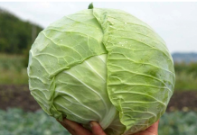 Kupus koji će svi obožavati: Recept s dva sastojka koja dosad niste koristili