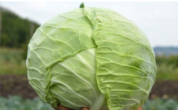 Kupus koji će svi obožavati: Recept s dva sastojka koja dosad niste koristili