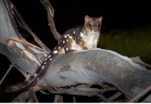 Nevjerovatno otkriće na farmi: Pronađena rijetka životinjska vrsta koja nije viđena više od vijeka