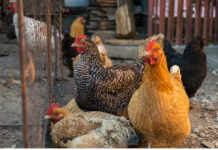 Goran primetio da se nešto čudno dešava u njegovom kokošinjcu: Kad je ušao unutra, zanemeo je od šoka