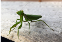 Ako vam ovaj insekt uđe u stan budite srećni: Kažu da s razlogom bira kuću, a poruka koju nosi je predivna