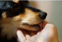 Šta znači ako vam pas liže ruku: Mnogi misle da tako iskazuje ljubav, ali to je velika greška , evo šta time poručuje