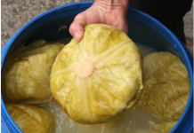 DOKTORI UPOZORILI: Ne jedite kiseli kupus ako bolujete od ovih bolesti