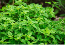 RECEPT ZA PRIRODNO LJEKOVITO ULJE: Prirodni saveznik protiv infekcija