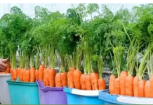 Naučite kako uzgajati MRKVU u običnoj kanti i nikada je više ne morate kupovati: EVO postupka!