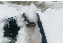 Viđena zmija u snijegu, Narodno vjerovanje kaže da je to ZNAK