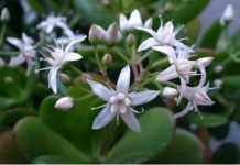 Krasula privlači novac u kuću – ali samo ako je stavite na jedno mjesto!