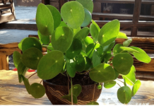 OVO CVEĆE USPEVA SAMO KOD DOBRE OSOBE: A prema starom VEROVANJU u kući u kojoj buja DONOSI NOVAC I BLAGOSTANJE