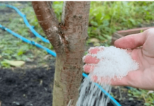 Dajte ga ODMAH svom drveću i grmlju u oktobru: Radujte se velikoj žetvi sledeće godine!