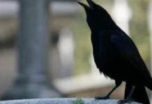 SIGNALI KOJE PREMINULE OSOBE ŠALJU: Poznati medij tvrdi da je to ZNAK da su tu i da nam žele nešto poručiti