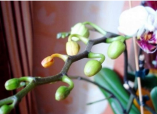 Dovoljna je žličica JEDNA: Orhideja će za nekoliko dana čudesno donijeti mnogo cvjetova!