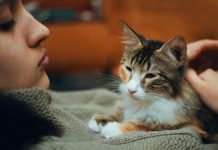 Šta vam vaša mačka zaista želi poručiti kad vam legne na prsa?