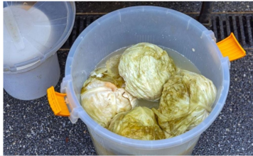 Ako se uhvati bijela skrama morate ga baciti? 3 najčešće greške zbog kojih se kiseli kupus pokvari