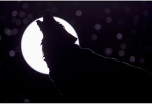 Dolaze nam „vučji dani“, a naš narod od davnina vjeruje da ovo nikako ne treba da se radi