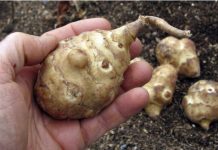 Ova biljka je spas za dijabetičare, idealna za mršavljenje i dobru probavu…