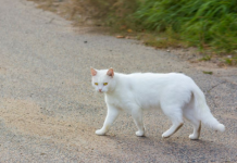 Šta znači kad vam bela mačka pređe put: Veruje se da ima skrivenu poruku