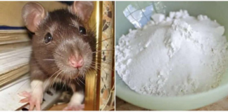 Domaći TRIK da se riješite miševa u stanu, garaži i podrumu: Samo ga stavite na zemlju i sutradan miševa više nema!