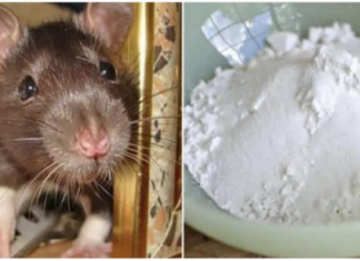 Domaći TRIK da se riješite miševa u stanu, garaži i podrumu: Samo ga stavite na zemlju i sutradan miševa više nema!