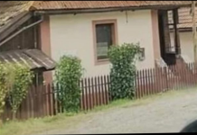 Drvo koje nikada ne treba saditi u dvorištu: Tjera sreću iz kuće i unosi negativnu energiju