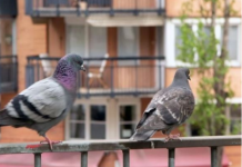 Stavite 1 predmet na terasu i otjeraćete golubove zauvijek: Sitnica od koje bježe glavom bez obzira