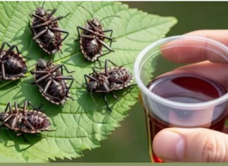 Smrdibube nestanu za 1 minutu! OVO je jače od tone otrova…