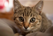 Ako vam je na kućni prag došla nepoznata mačka, to znači samo jedno – PRIPREMITE SE