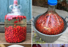 Recept za vino od ŠIPKA – Drevni „vitaminski eliksir“