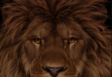 Test za 9 sekundi otkriva da li ste u grupi posebnih: Svi vide lava, a samo 5% ljudi primeti i drugu životinju