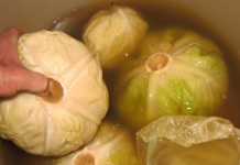 Ove sorte kupusa nikako ne birajte za kiseljenje: Brzo se raspadnu i usmrde čim ih stavite u bure