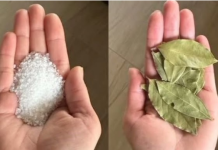 Moja baka uvijek stavlja lovorov list u so. Kada sam saznala zašto je to radila, bila sam iznenađena, jer nikad nisam vidjela ništa slično