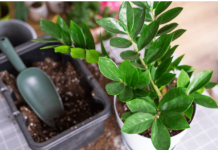 Nahranite zamiju jednim povrćem i bujaće kao korov: Nećete moći da prebrojite nove listove i novac u novčaniku