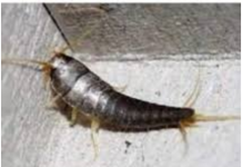 Buba, koja se često smatra bezopasnom kada se uoči u kući, krije surovu stvarnost